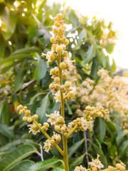 flowers of longan ,Longan Tropical fruit sweet