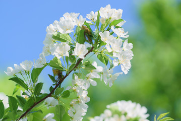 満開の白い桜と青空