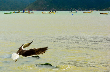 seagull / pântano do sul  florianópolis / brazil