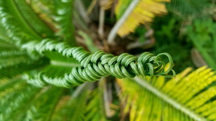 fern close up or fern background © Wira SHK