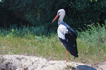 White stork in the Curonian Spit National Park. Russia