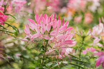 Beautiful flowers in garden