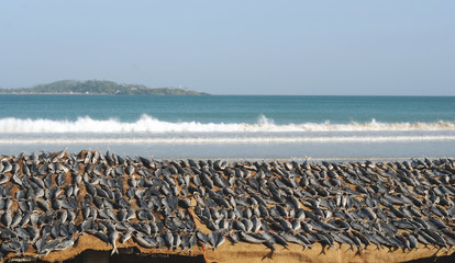 dry fish on sri lanka beach