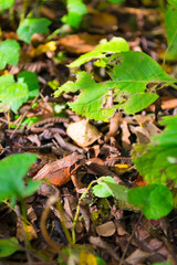 Small Frog in the Forest of Oirase,Towada-Hachimantai National Park,Aomori,Japan