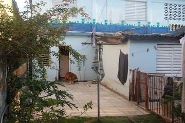 Dog walking in courtyard of house
