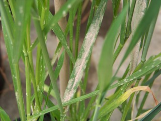 Powdery mildew disease of wheat 