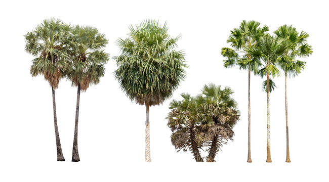 Collection of isolated palm tree on white background