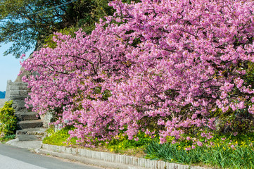 河津桜