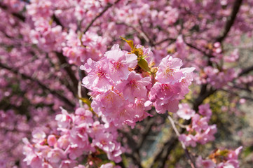 河津桜