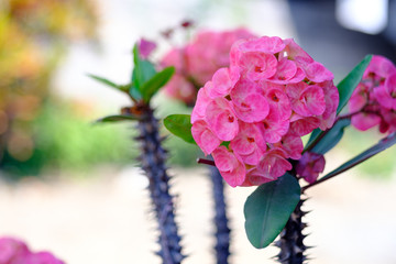 Euphorbia milii flowers are blooming beautifully, close up