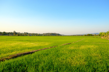 Obraz premium Green fields in the planting season in golden sunlight.