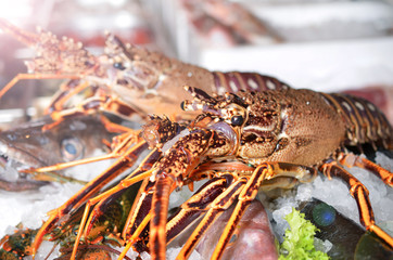 Raw lobster on ice with seafood