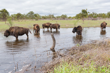 Fototapeta na wymiar American bison in field cooling off in water in Australia