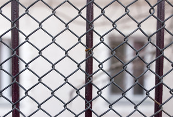 metal mesh fence as a backdrop