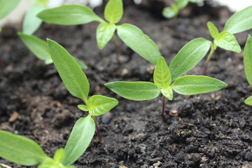 seedlings of pepper