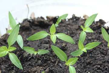 seedlings of pepper