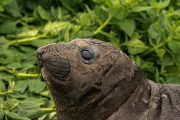 Young Elephant Seal at Piedras Blancas rookery, Near San Simeon, CA