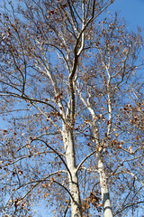 leafless tree branches against the blue sky