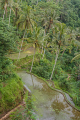 Rice terraces near Gunung Kawi temple, Bali island, Indonesia