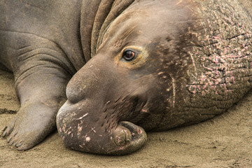 Obraz premium Male Elephant Seal resting on the beach, Piedras Blancas rookery, Near San Simeon, CA
