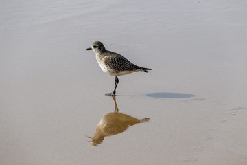 Lone sandpiper pauses while walking on the beach, his footprints visible behind him. Crystal Cove State Park, Laguna Beach, California
