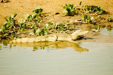 Alligator in Venezuela