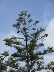 Norfolk Island Pine Tree