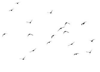 flock of pigeons on a white background