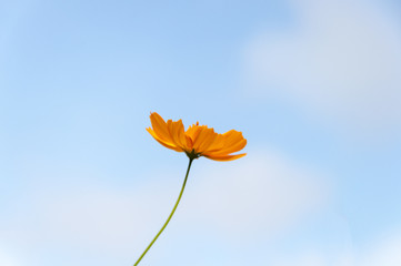 Obraz premium Yellow Cosmos flower and blue sky with copy space, subject is blurred