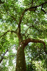 Canopy of tree