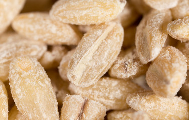 barley as background. macro