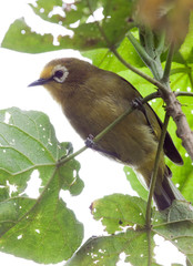 Montane white-eye bird standing on leaf