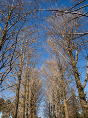 冬枯れのケヤキ並木
