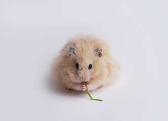 Fluffy hamster eating grass.  Hamster isolated on a white background.