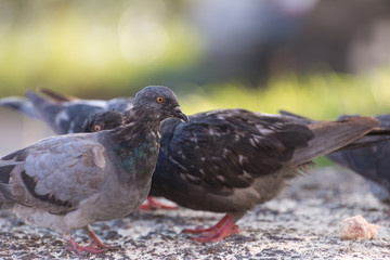 Pigeons feeding outdoor. Selective focus.