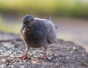 Obraz premium Pigeons feeding outdoor. Selective focus.