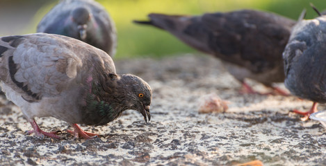 Pigeons feeding outdoor. Selective focus.