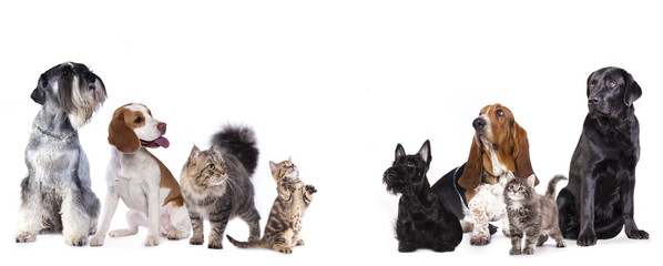 group of dog  kitten  and standing on hind legs, kitten looking up