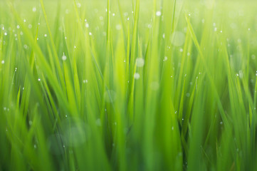 green grass with dew drops