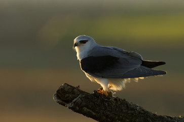 Male of black-shouldered. Elanus caeruleus.