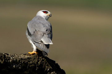 Male of black-shouldered. Elanus caeruleus.
