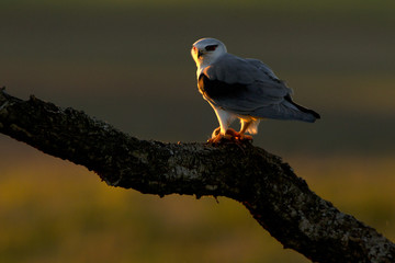 Male of black-shouldered. Elanus caeruleus.