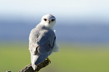 Male of black-shouldered. Elanus caeruleus.