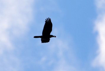 crows on the background of the sky with clouds