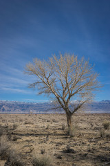 Fototapeta na wymiar Single Desert Tree