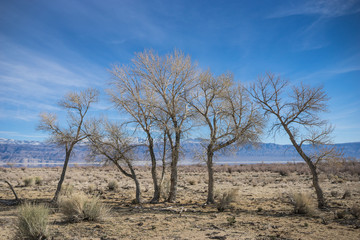 Fototapeta na wymiar Line of Desert Trees