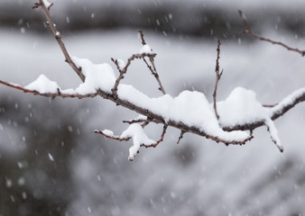 snow on the branches of a tree in nature