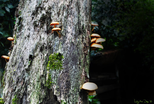 Mushrooms'  growth on tree bark 