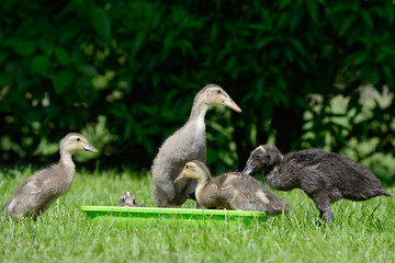 Domesticated ducks on Water bowl on meadow