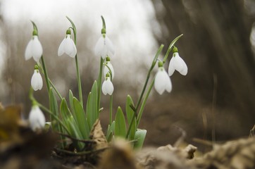 snowdrops outdoor